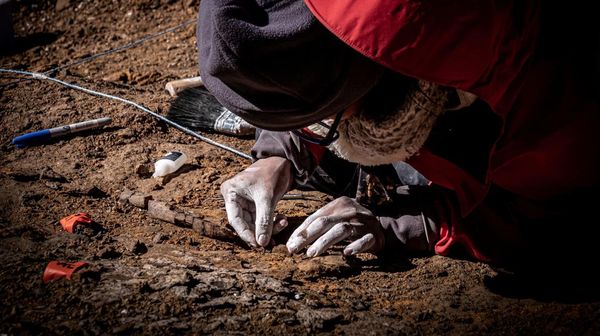 Penampakan Fosil Megaraptor yang Ditemukan di Chile