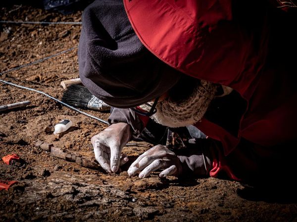 Penampakan Fosil Megaraptor yang Ditemukan di Chile
