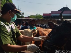 66 Ekor Sapi di Klaten Terjangkit LSD, Begini Kondisinya