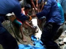 Dramatisnya Evakuasi Sapi di Bojonegoro yang Lepas Lalu Tercebur Sumur
