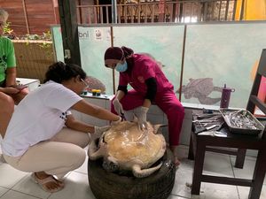 Dua Bangkai Penyu Terdampar di Pesisir Jembrana, Diduga Keracunan Dua Bangkai Penyu Terdampar di Pesisir Jembrana, Diduga Keracunan