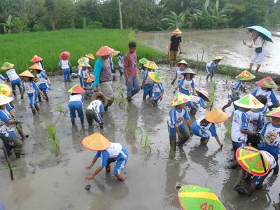 Serunya Siswa TK Belajar Merawat Hewan Ternak-Menanam Padi