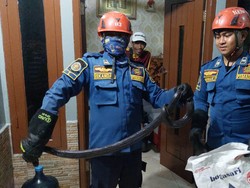 Hendak Masak Mi, Warga di Bogor Dikagetkan Ular Kobra di Tabung Gas
