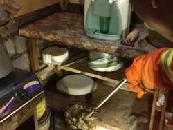 Ngeri! Ular Piton Bersarang di Dapur Warga Jembrana