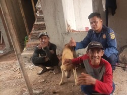 Damkar Bogor Evakuasi Anjing yang Terjebak 2 Hari di Atas Bangunan