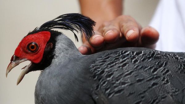 Pernah Lihat Ayam Seharga Rp 30 Juta? Nih Bentuknya