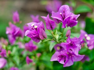 8 Tanaman Hias Depan Rumah yang Indah dan Tahan Panas Matahari