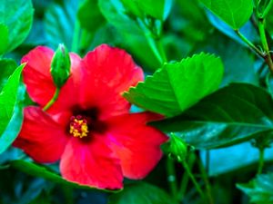 Mengenal Penyerbukan Tumbuhan Berbunga, Siswa Wajib Kenali Jenisnya!