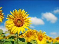 Benarkah Bunga Matahari Selalu Hadap ke Timur? Begini Faktanya