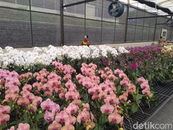 Untidar Magelang Bikin Pembibitan Anggrek Bulan, Dijual Rp 90 Ribu Sepohon