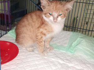 Motif Pemuda Cekoki Kucing Pakai Tuak di Ambarawa: Iseng Motif Pemuda Cekoki Kucing Pakai Tuak di Ambarawa: Iseng