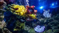 Melihat Atraksi Barongsai Menari di Akuarium Kuala Lumpur
