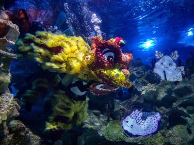 Melihat Atraksi Barongsai Menari di Akuarium Kuala Lumpur