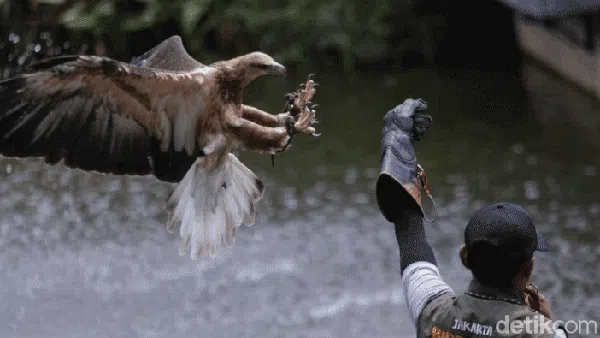 Melihat Ragam Koleksi Burung di Jakarta Bird Land Ancol