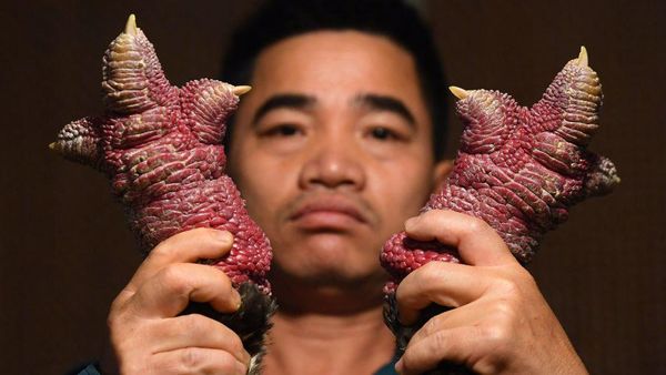 Mencicipi Dong Tao, Ayam Berkaki Besar yang Jadi Sajian Mewah di Vietnam