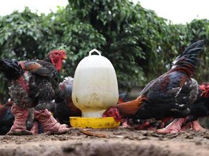 Ayam dari Vietnam Ini Rasanya Gurih Enak dan Harganya Rp 39 Juta Seekor Ayam dari Vietnam Ini Rasanya Gurih Enak dan Harganya Rp 39 Juta Seekor