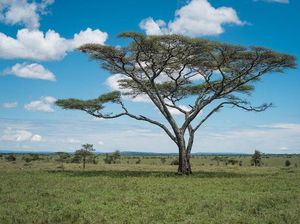 Padang Rumput yang Ada Pepohonannya Disebut Apa? Ini Jawabannya