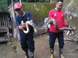 Ular Takut Garam Ternyata Cuma Mitos, Ini Faktanya Lur!