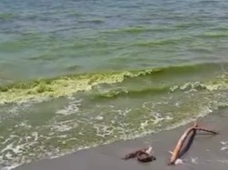 Fakta-fakta Air Laut di Selayar Berubah Jadi Hijau-Warga Dilarang Makan Ikan