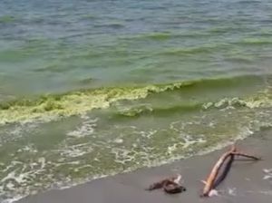 Ahli Ekologi Tegaskan Ikan di Laut Selayar yang Berubah Hijau Aman Dikonsumsi Ahli Ekologi Tegaskan Ikan di Laut Selayar yang Berubah Hijau Aman Dikonsumsi