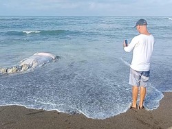 Ada Bangkai Paus Terdampar, Bau Busuk Tercium di Pantai Munggu