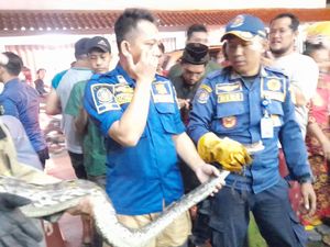 Bikin Warga Khawatir, Ular Sanca 4 Meter di Gorong-gorong Bogor Dievakuasi