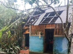 Pohon Tumbang Timpa Rumah Warga dan Hadang Akses Jalan di Karangasem