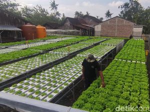 Lulusan SMP Sukses Bikin Ladang Hidroponik di Semarang, Sehari Panen 100 Kg Lulusan SMP Sukses Bikin Ladang Hidroponik di Semarang, Sehari Panen 100 Kg