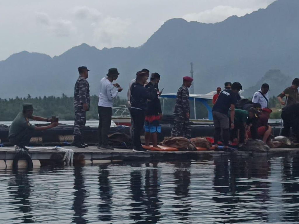Duh Kasihan, 1 Penyu Selundupan di Buleleng Idap Tumor Tak Ikut Dilepas Duh Kasihan, 1 Penyu Selundupan di Buleleng Idap Tumor Tak Ikut Dilepas