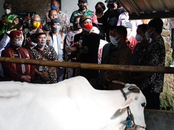 Cegah Penyakit Kulit Sapi, Ganjar Terapkan Strategi Penanganan COVID-19