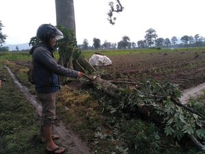 Berteduh Usai Cari Rumput, Petani Kediri Tewas Tertimpa Dahan Pohon Randu Berteduh Usai Cari Rumput, Petani Kediri Tewas Tertimpa Dahan Pohon Randu