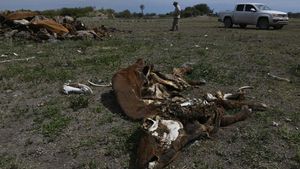 Sapi-sapi Mati Akibat Kekeringan di Argentina