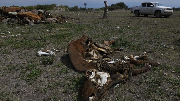 Sapi-sapi Mati Akibat Kekeringan di Argentina