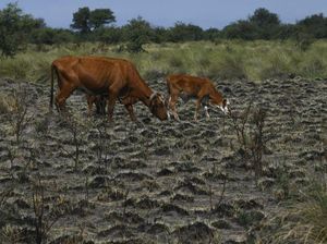 Pakar IPB Ingatkan El Nino di Indonesia Bakal Tiba Tengah Tahun, Apa Bahayanya?