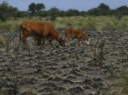 Pakar IPB Ingatkan El Nino di Indonesia Bakal Tiba Tengah Tahun, Apa Bahayanya?