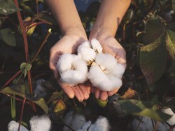 Rayu Trump, RI Mau Tambah Impor Kapas dari AS