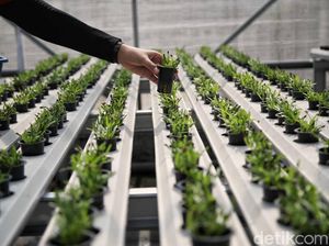 Konsep Smart Farming Saat Debat Cawapres, Pakar: Dorong Anak Muda Balik Bertani Konsep Smart Farming Saat Debat Cawapres, Pakar: Dorong Anak Muda Balik Bertani