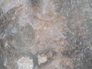 Penemuan Langka 256 Telur Dinosaurus di India Ungkap Hal Menarik Penemuan Langka 256 Telur Dinosaurus di India Ungkap Hal Menarik