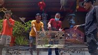 Melihat Tradisi Melepas Burung Jelang Imlek di Banten