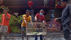 Melihat Tradisi Melepas Burung Jelang Imlek di Banten