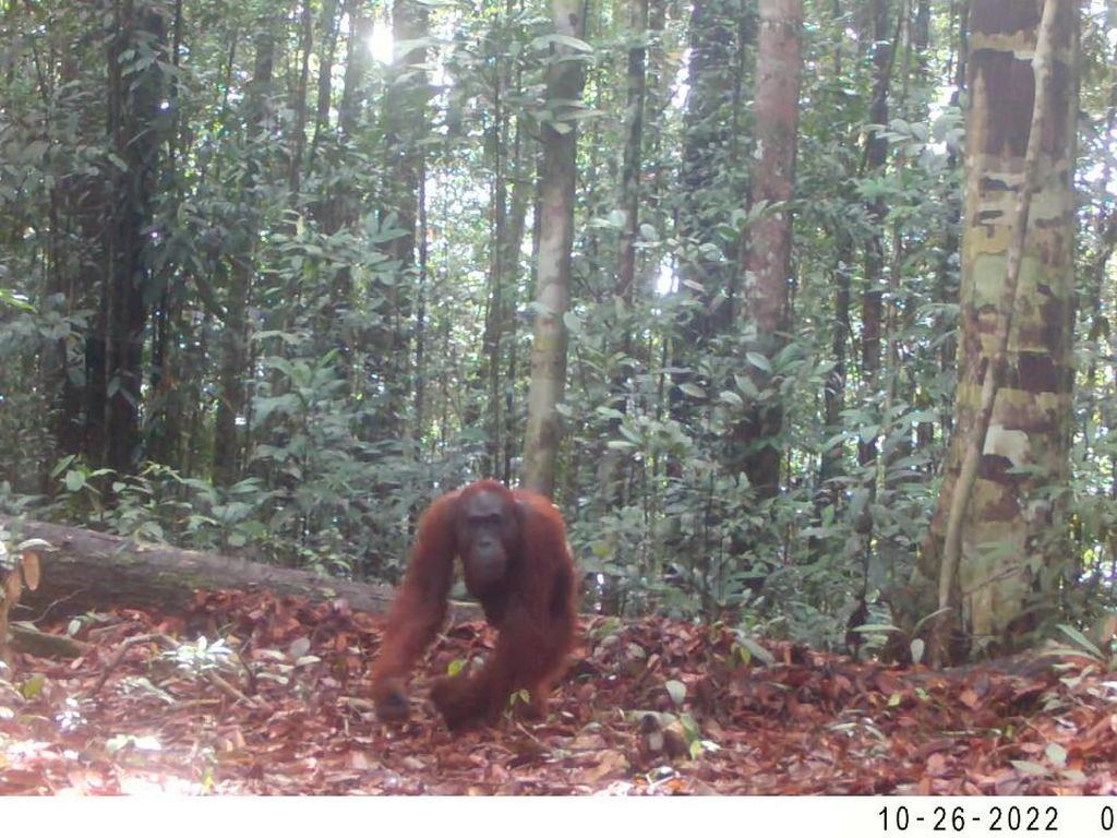 Masih Ada Orangutan di Pararawen, Wujudnya Berhasil Ditangkap Kamera