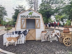 Solo Safari Buka Sejak Awal Tahun, Gibran: Omzet Sudah Rp 14 M
