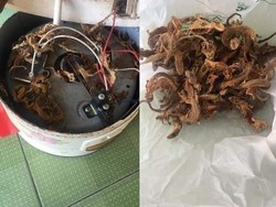 Pria Ini Temukan Puluhan Cicak Garing di Rice Cooker, Bikin Netizen Geli