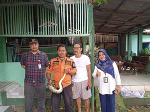Hii, Ular Sanca Kembang 2 Meter Muncul di Halaman Rumah Warga Bogor