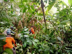 Seorang Kakek di Kerinci Jambi Hilang Misterius di Perkebunan Kayu Manis