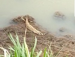 2 Buaya Muara Menampakkan Diri di Sungai Santer Jember