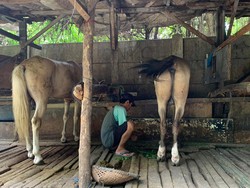 Mengintip Kehidupan Kampung Delman di Ibu Kota, Dulunya Tempat Jin Buang Anak