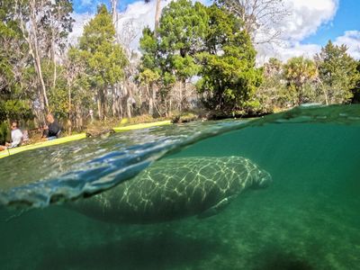 Derita Sapi Laut Florida yang Semakin Terancam Punah