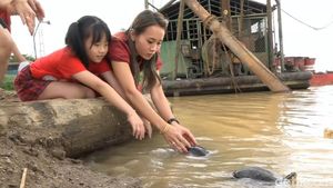 Tradisi Fang Sheng Sambut Imlek, Lepaskan Kura-kura ke Sungai