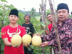 Cak Ipin Ajak Kader PDIP Trenggalek Belajar Budi Daya Melon Premium